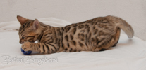 Bengal Katze rosetted